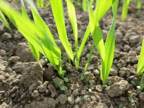 Ohran orasta ja apilan alkuja