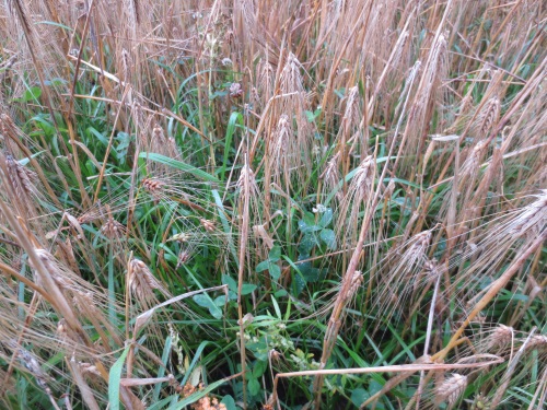 Kasvustoa ennen puintia