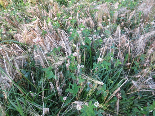 Kasvustoa ennen puintia