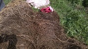 Picture1muokattu.jpg