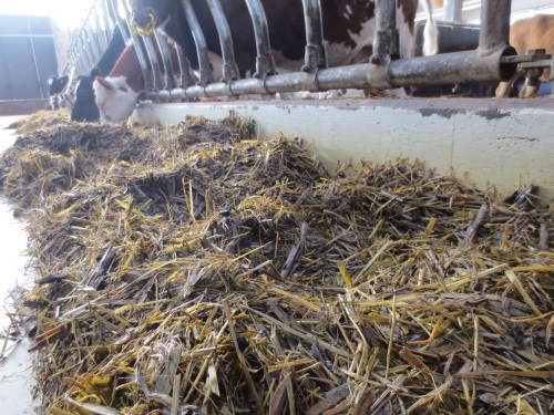 Härkäpapusäilörehua ruokintapöydällä